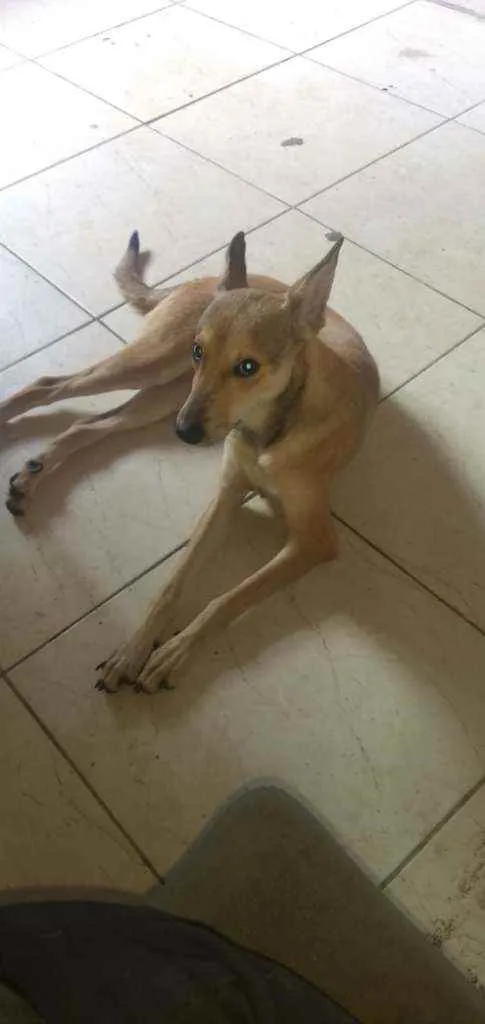 Cachorro ra a SRD idade 7 a 11 meses nome Lobinho