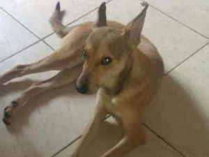 Cachorro raça SRD idade 7 a 11 meses nome Lobinho