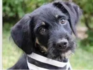 Cachorro raça SRD  idade 2 a 6 meses nome Zack 
