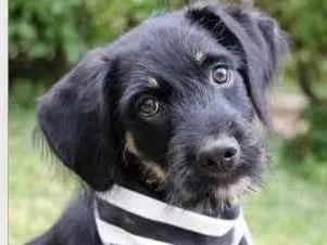 Cachorro raça SRD  idade 2 a 6 meses nome Zack 