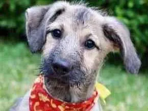 Cachorro raça SRD  idade 2 a 6 meses nome Cody 