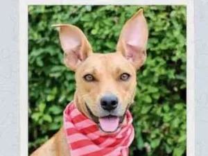Cachorro raça SRD  idade 2 anos nome Olivia 