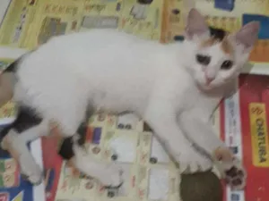 Gato raça Srd idade 2 a 6 meses nome Gaby