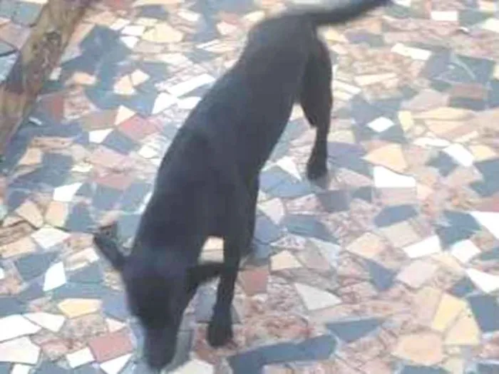 Cachorro ra a SRD-ViraLata idade 1 ano nome LISA