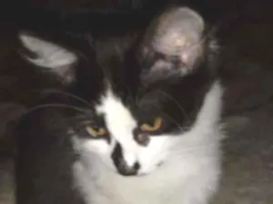 Gato raça Srd idade 2 a 6 meses nome Paçoca