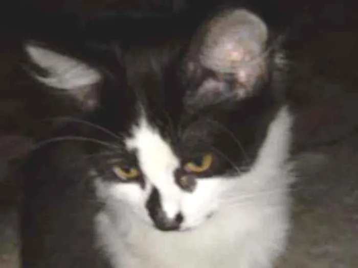 Gato ra a Srd idade 2 a 6 meses nome Paçoca