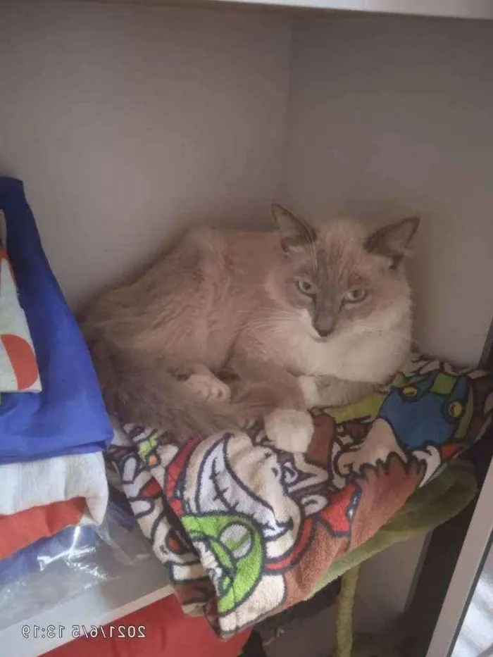 Gato raça Srd idade 1 ano nome Thor