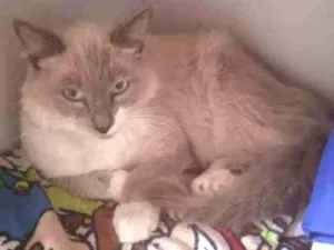 Gato raça Srd idade 1 ano nome Thor