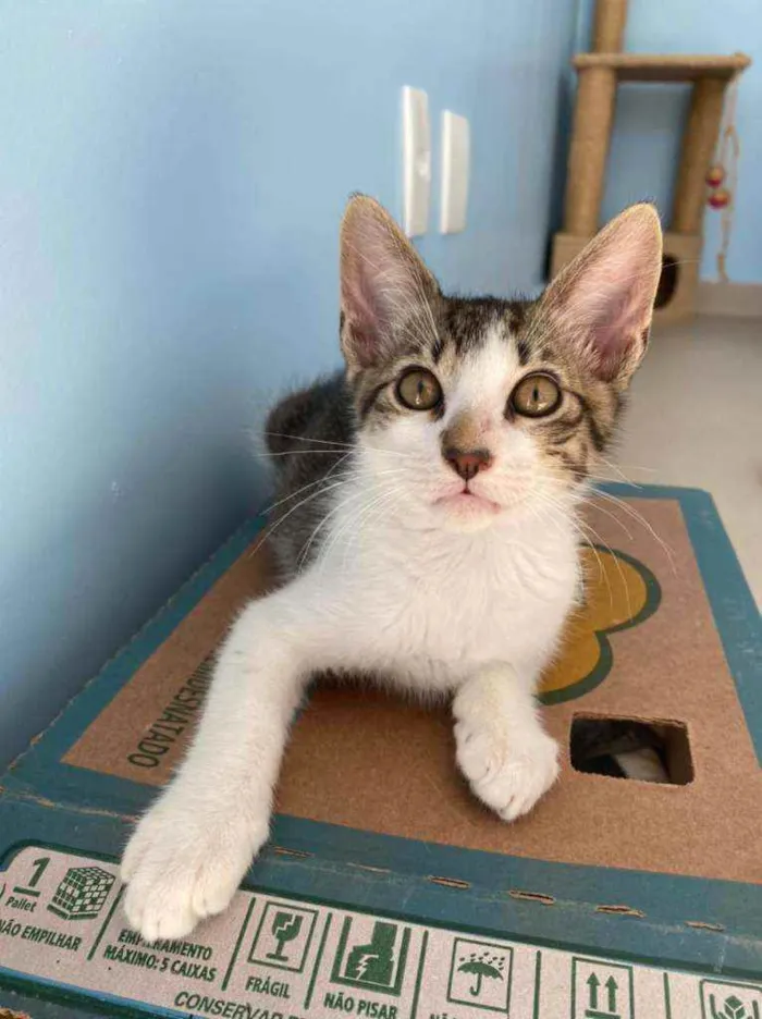 Gato raça Srd idade 2 a 6 meses nome Apolo