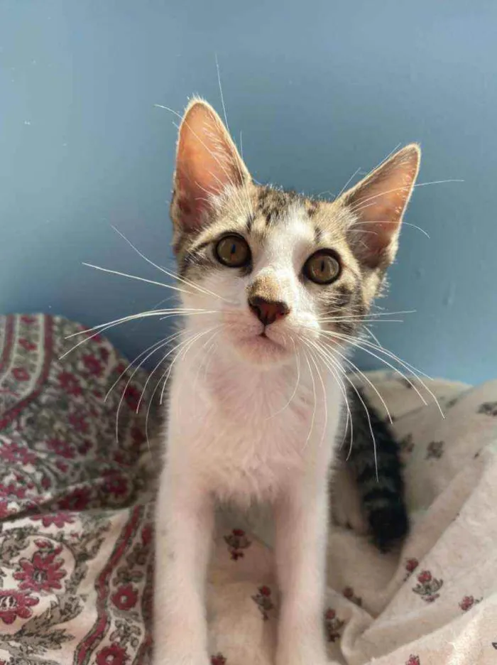 Gato raça Srd idade 2 a 6 meses nome Apolo