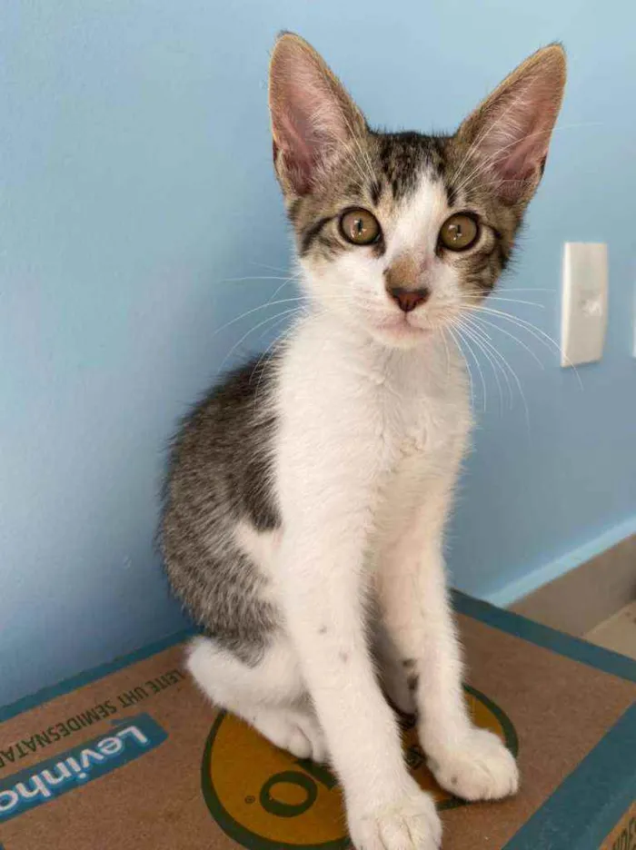 Gato raça Srd idade 2 a 6 meses nome Apolo