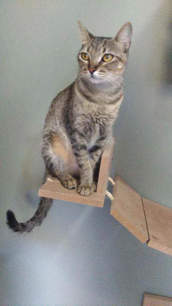 Gato raça Srd idade 1 ano nome Maya