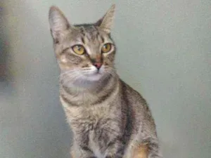 Gato raça Srd idade 1 ano nome Maya