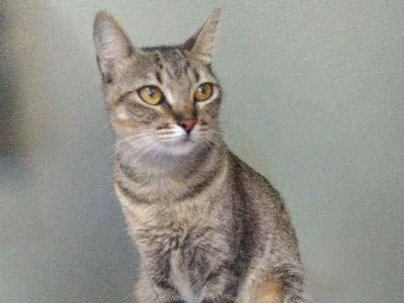 Gato raça Srd idade 1 ano nome Maya