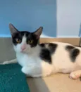Tecca