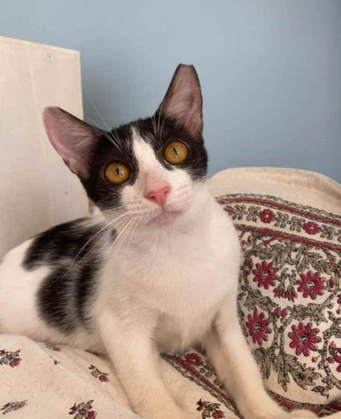 Gato ra a Srd idade 2 a 6 meses nome Tecca
