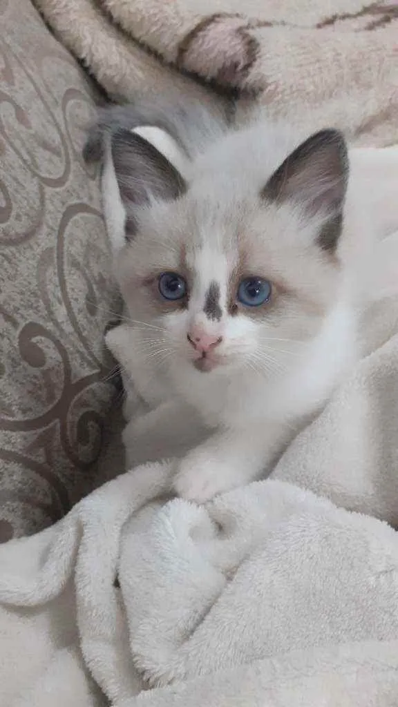 Gato ra a Não sei  idade Abaixo de 2 meses nome Frida e Bella