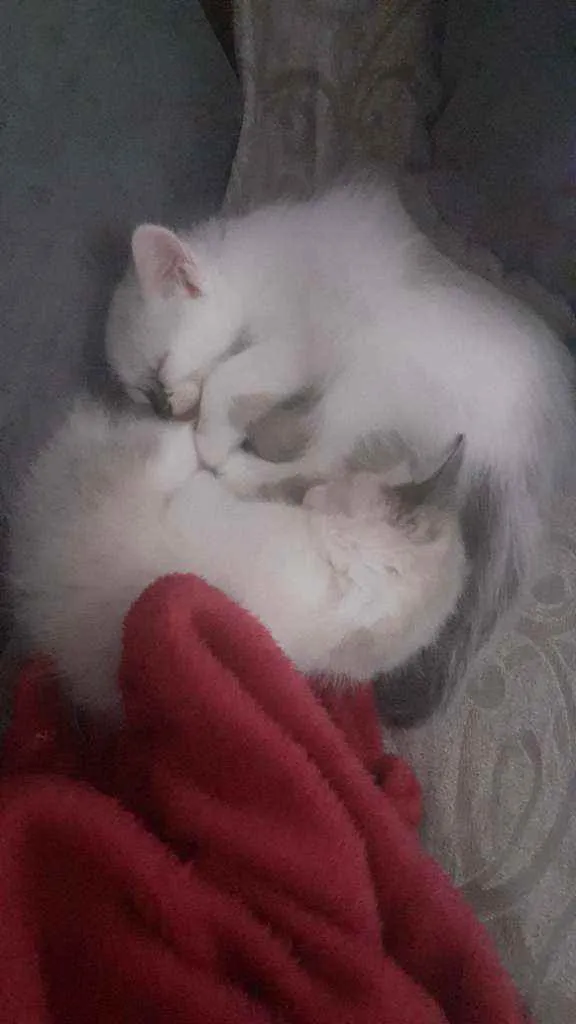 Gato ra a Não sei  idade Abaixo de 2 meses nome Frida e Bella
