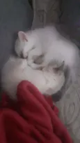 Frida e Bella