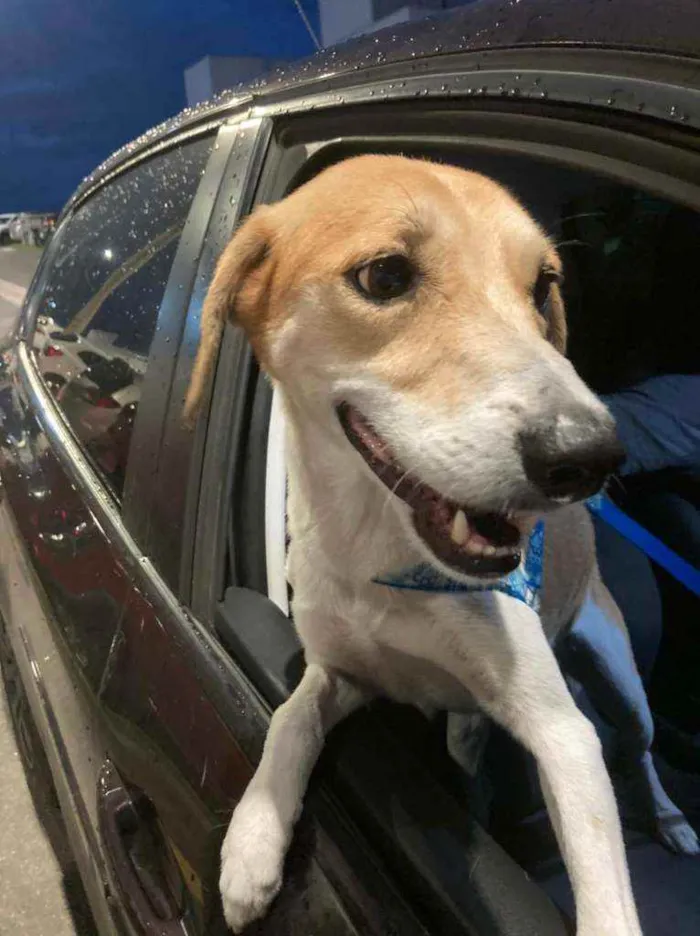 Cachorro ra a Boa idade 1 ano nome Caramelo