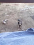 Vida