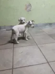 Pirata e Zangado