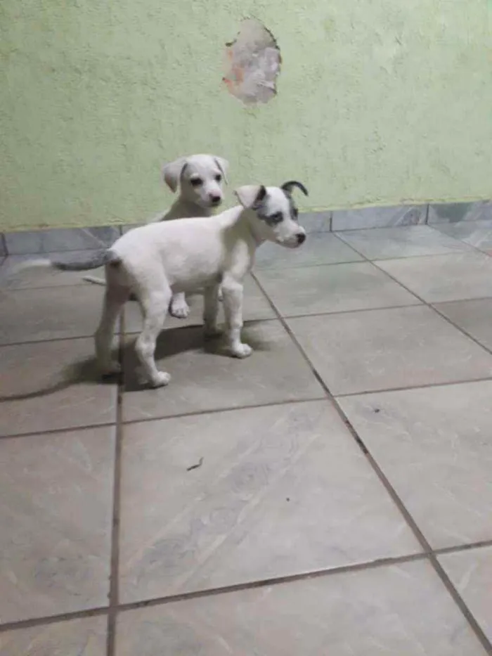 Cachorro ra a SRD idade 2 a 6 meses nome Pirata e Zangado