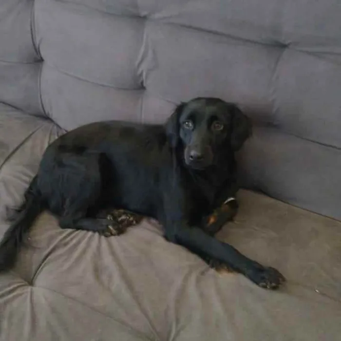 Cachorro raça SRD idade 1 ano nome Amora