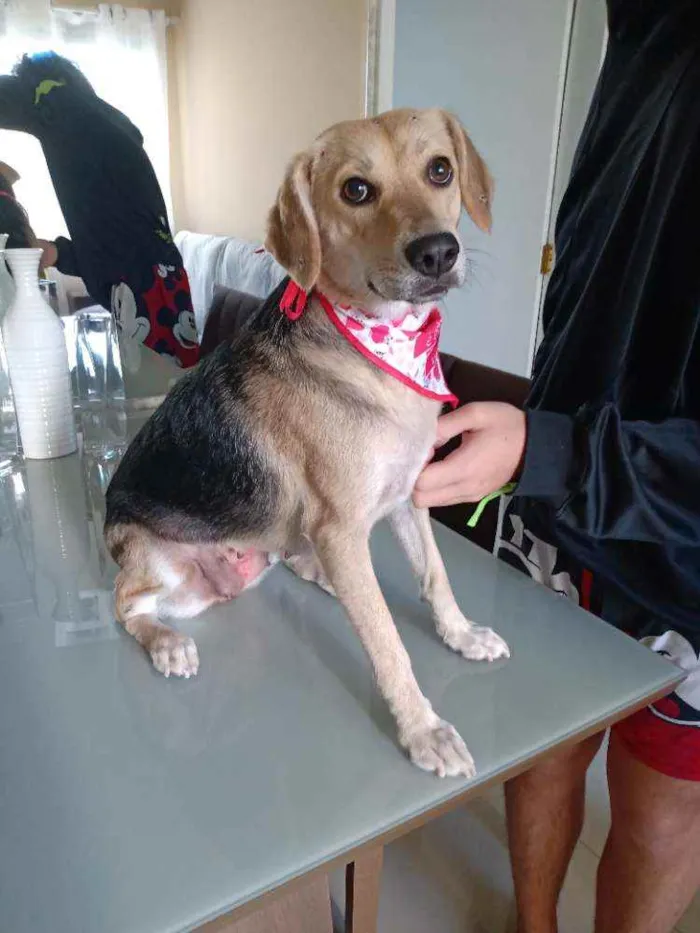 Cachorro raça SRD idade 1 ano nome Luna