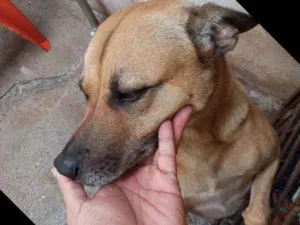 Cachorro raça Vira lata misturado idade 3 anos nome Thór