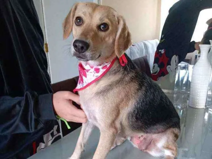 Cachorro raça SRD idade 1 ano nome Luna