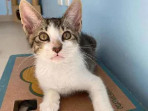 Gato raça Srd idade 2 a 6 meses nome Apolo