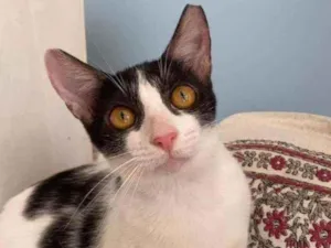 Gato raça Srd idade 2 a 6 meses nome Tecca