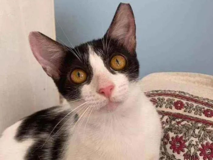 Gato ra a Srd idade 2 a 6 meses nome Tecca