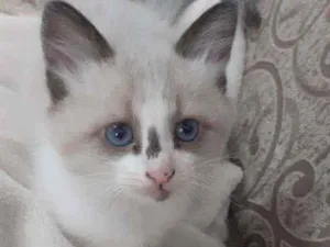 Gato raça Não sei  idade Abaixo de 2 meses nome Frida e Bella