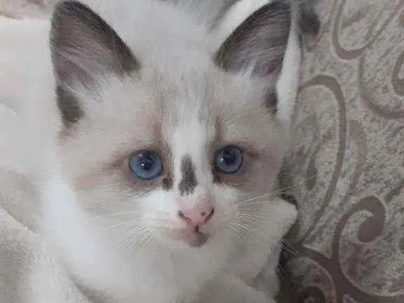 Gato ra a Não sei  idade Abaixo de 2 meses nome Frida e Bella