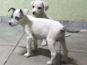 Cachorro raça SRD idade 2 a 6 meses nome Pirata e Zangado