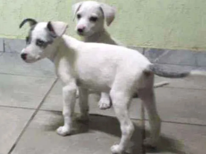 Cachorro ra a SRD idade 2 a 6 meses nome Pirata e Zangado