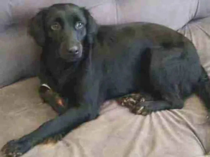 Cachorro raça SRD idade 1 ano nome Amora