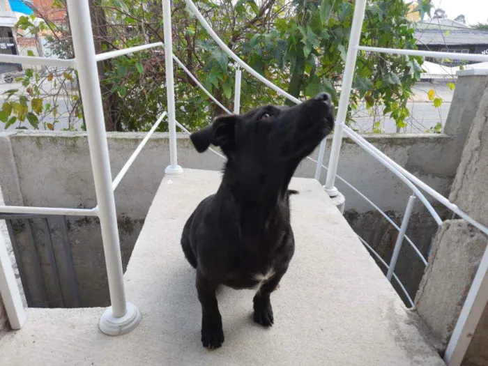 Cachorro ra a  idade 7 a 11 meses nome Joãozinho 