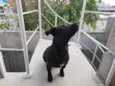 Joãozinho