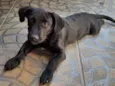 Joãozinho 
