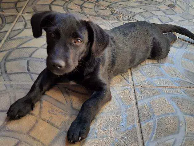 Cachorro ra a  idade 7 a 11 meses nome Joãozinho 