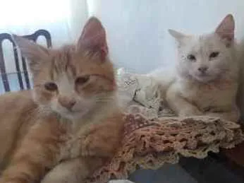 Gato raça Mista idade 2 a 6 meses nome Mia