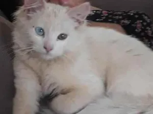 Gato raça Mista idade 2 a 6 meses nome Mia