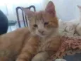 Sabãozinho