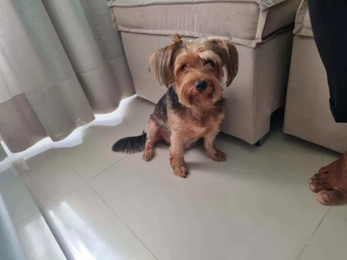 Cachorro raça Yorkshire  idade 4 anos nome Theo