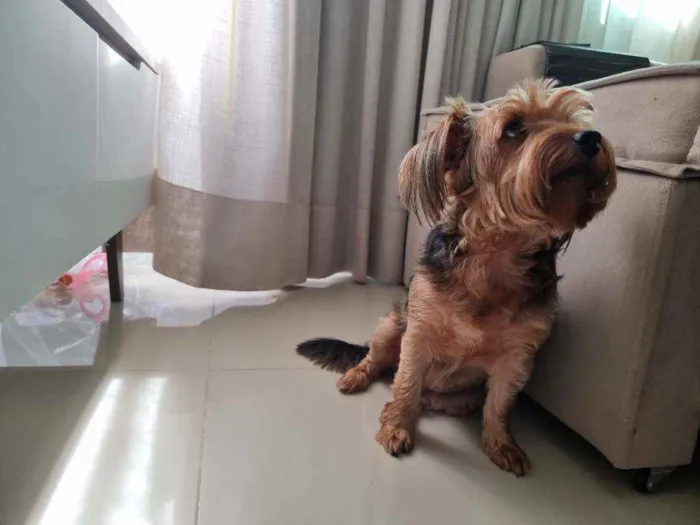 Cachorro raça Yorkshire  idade 4 anos nome Theo