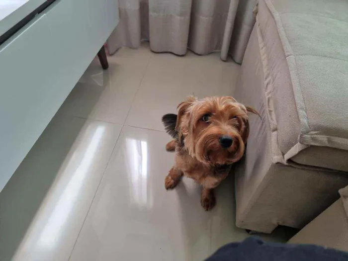 Cachorro raça Yorkshire  idade 4 anos nome Theo