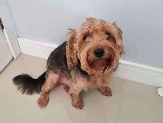 Cachorro raça Yorkshire  idade 4 anos nome Theo
